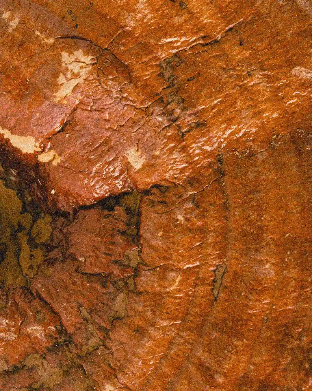 Rich, textured bark of a tree with earthy tones and natural patterns