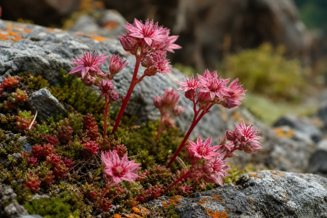Orpin rose comment reconnaître l’orpin rose dans la nature