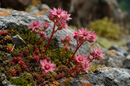 Orpin rose comment reconnaître l’orpin rose dans la nature