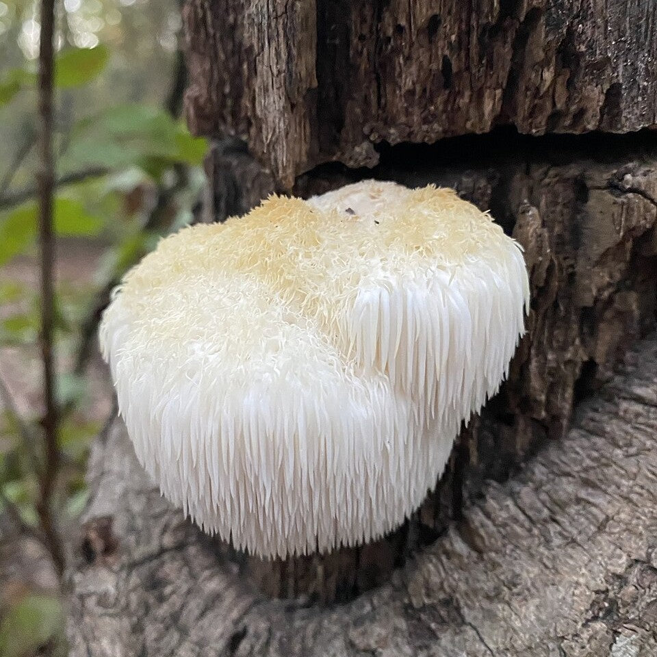 Lion's Mane : Histoire, Science Et Botanique Du Champignon