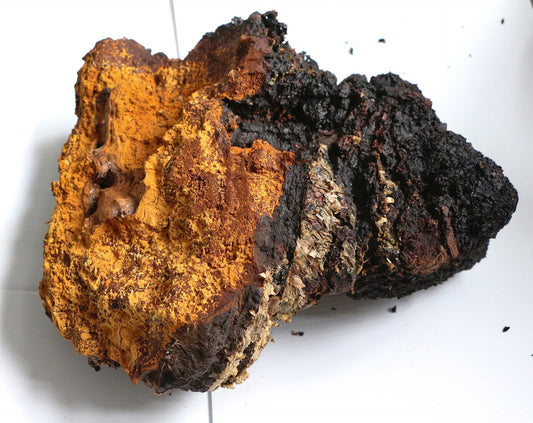 Le Chaga : Histoire, Bienfaits et Synergie des Champignons Fonctionnels