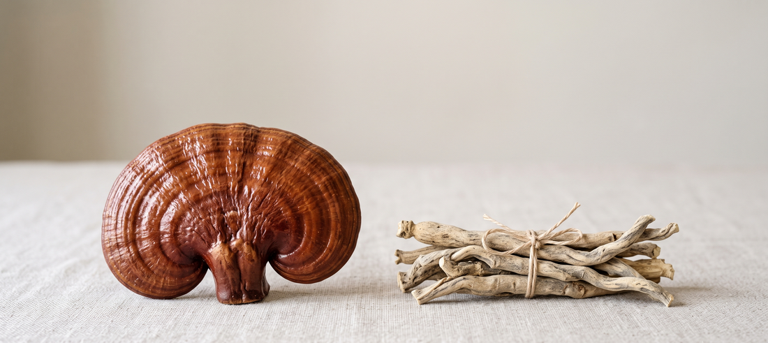 Reishi vs Ashwagandha pour l'équilibre du soir : Le Guide Comparatif