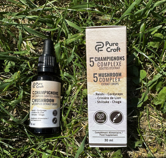 Cordyceps : Le Guide Botanique d'une Routine du Soir