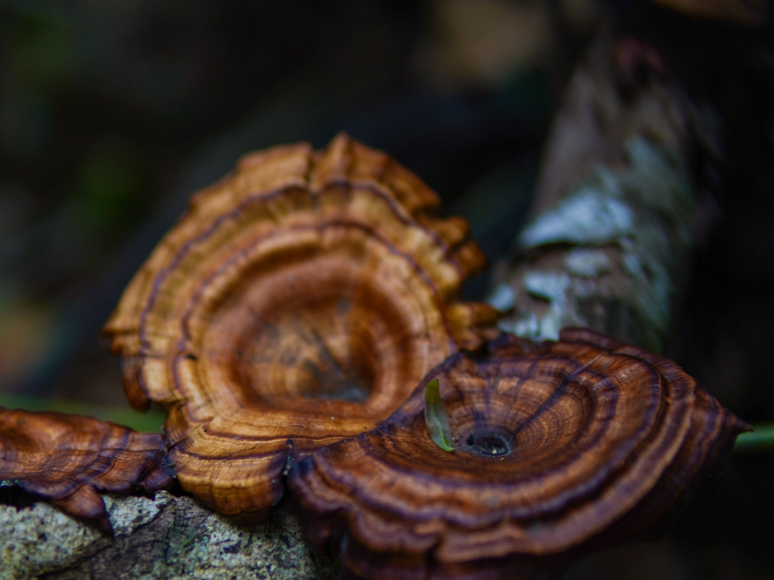 Tout savoir sur le Reishi (Ganoderma lucidum) : Guide complet