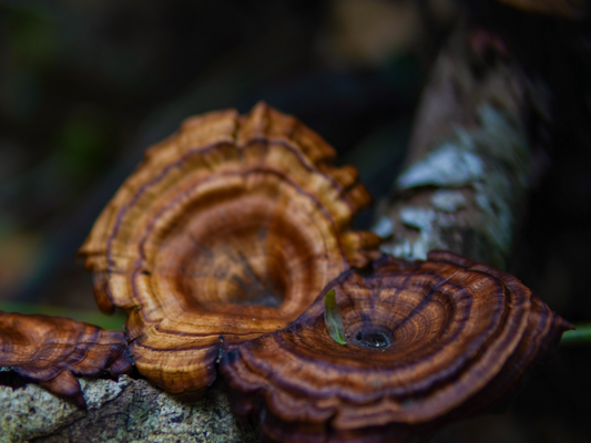 Tout savoir sur le Reishi (Ganoderma lucidum) : Guide complet