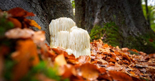 Lion’s Mane & Cordyceps : L’Alternative Sans Caféine pour l’Énergie