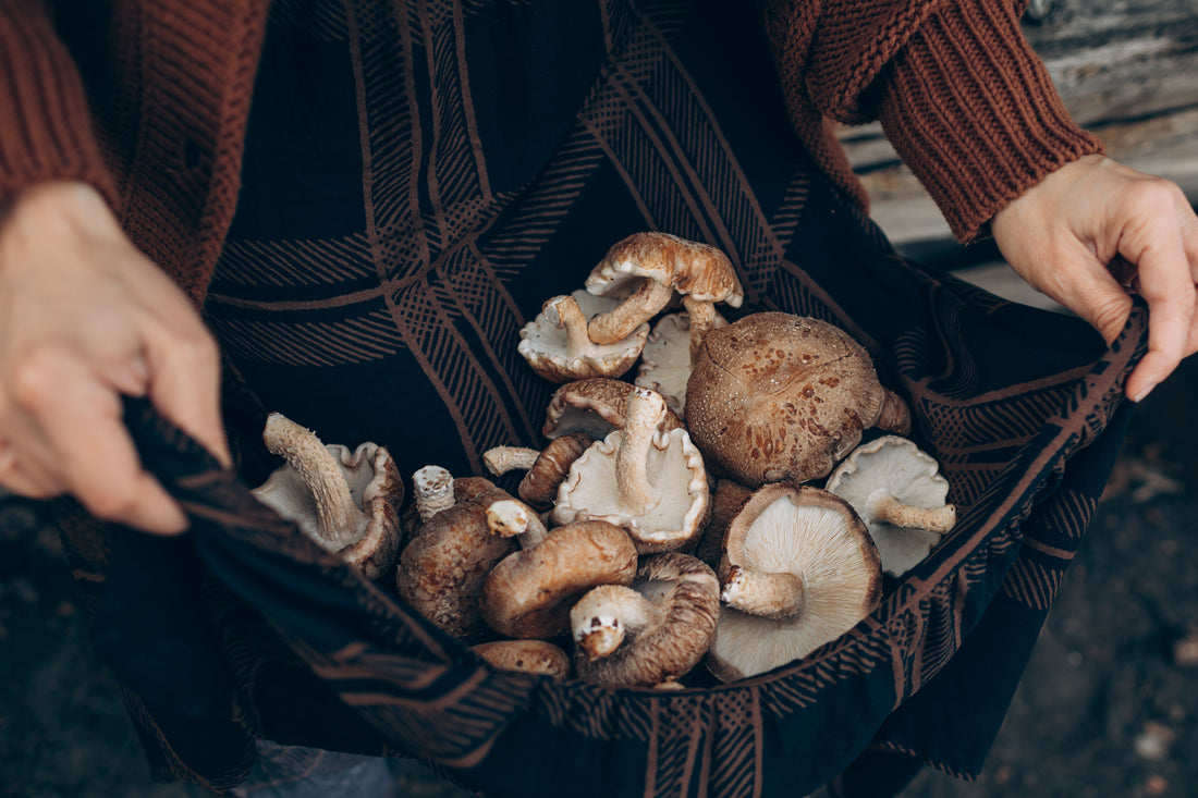 Le Guide Complet du Shiitake : Origines, Bienfaits Nutritionnels et Haute Biodisponibilité