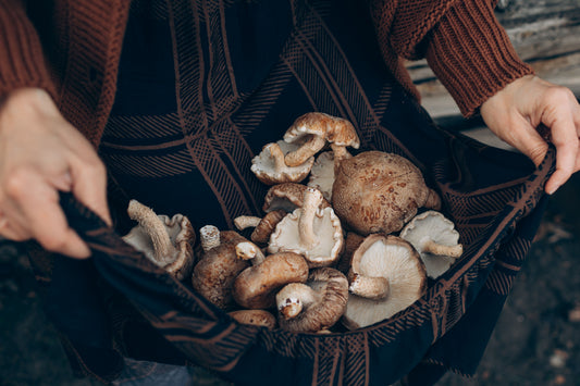 Le Guide Complet du Shiitake : Origines, Bienfaits Nutritionnels et Haute Biodisponibilité