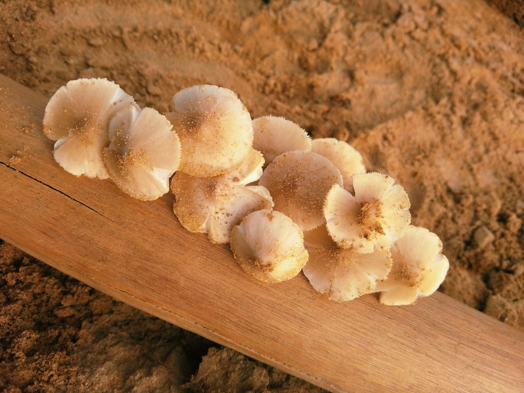 Où trouver un hericium erinaceus achat fiable et de qualité en 2026