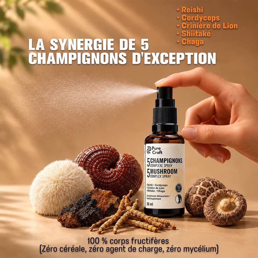 Pulvérisation du spray 5 Champignons Pure Croft au-dessus des champignons bruts (Reishi, Cordyceps, Crinière de Lion, Shiitaké, Chaga), garanti 100% corps fructifères sans céréale ni mycélium.