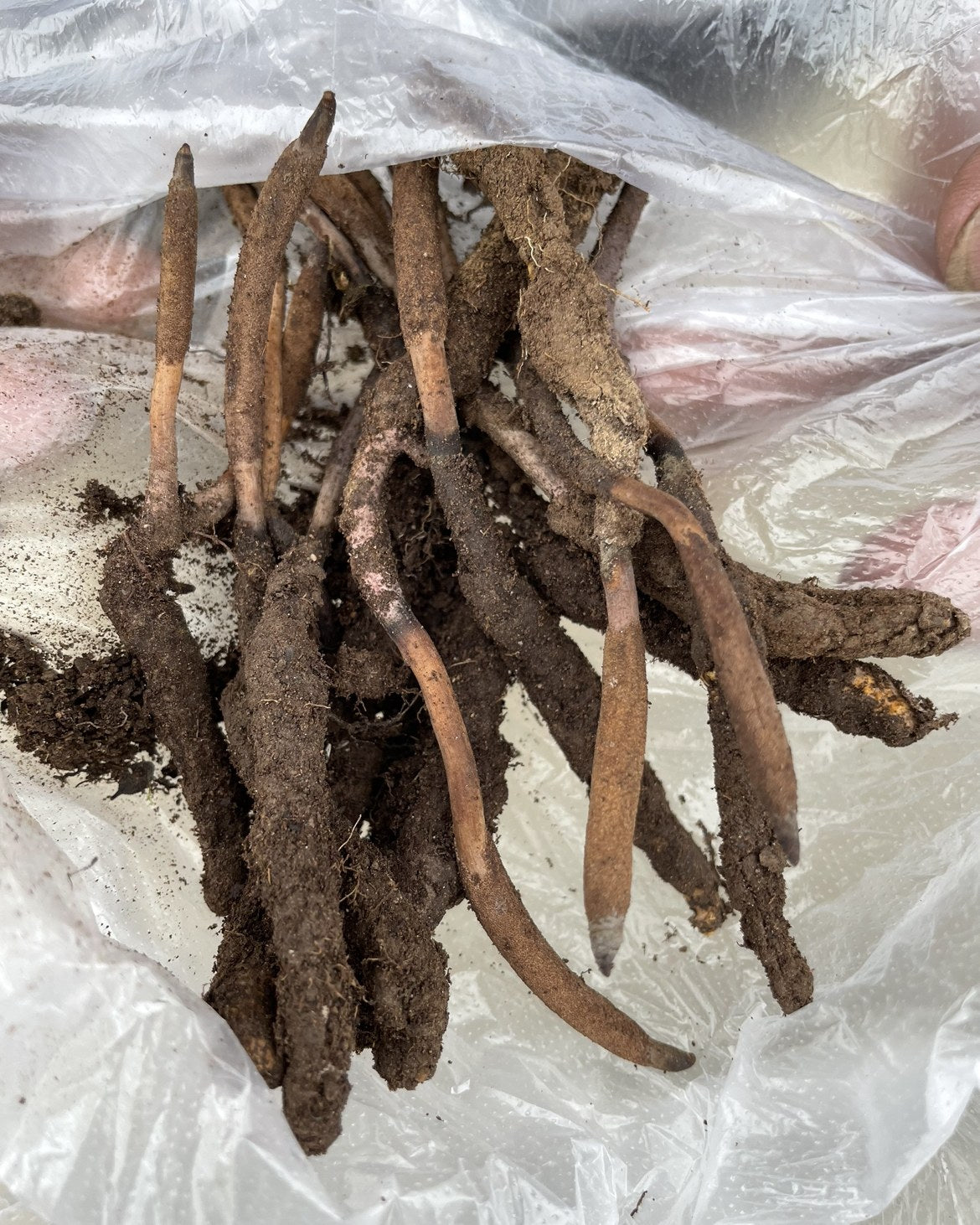 Cordyceps sinensis – champignon chenille