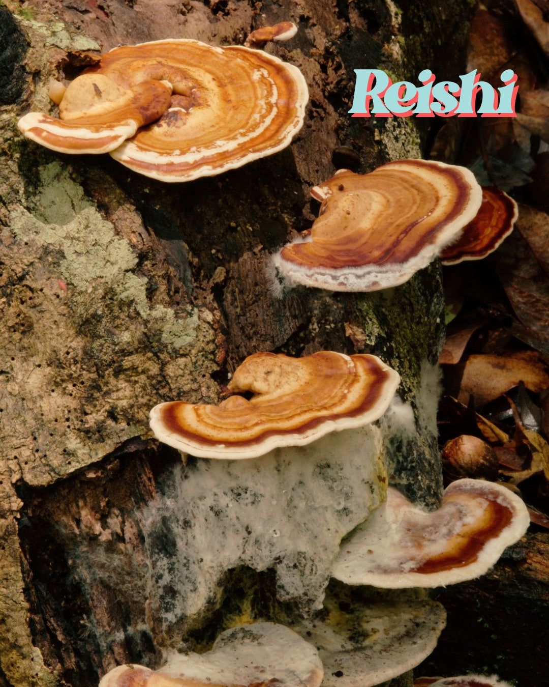 Reishi mushrooms growing on tree bark, showcasing natural functional fungi for wellness products