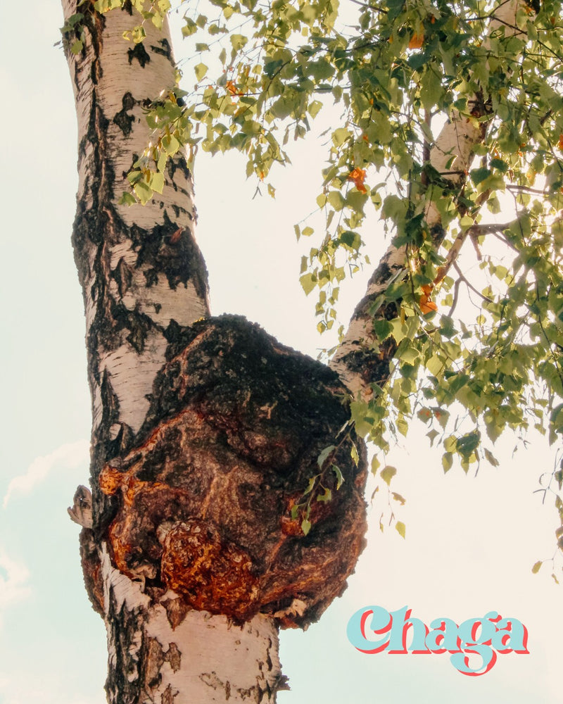 Chaga mushroom growing on birch tree trunk with lush green leaves