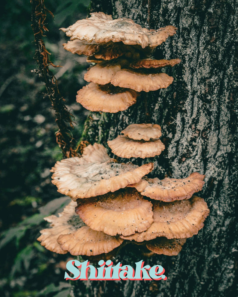 Shiitake mushrooms growing on tree trunk, natural functional fungi for wellness