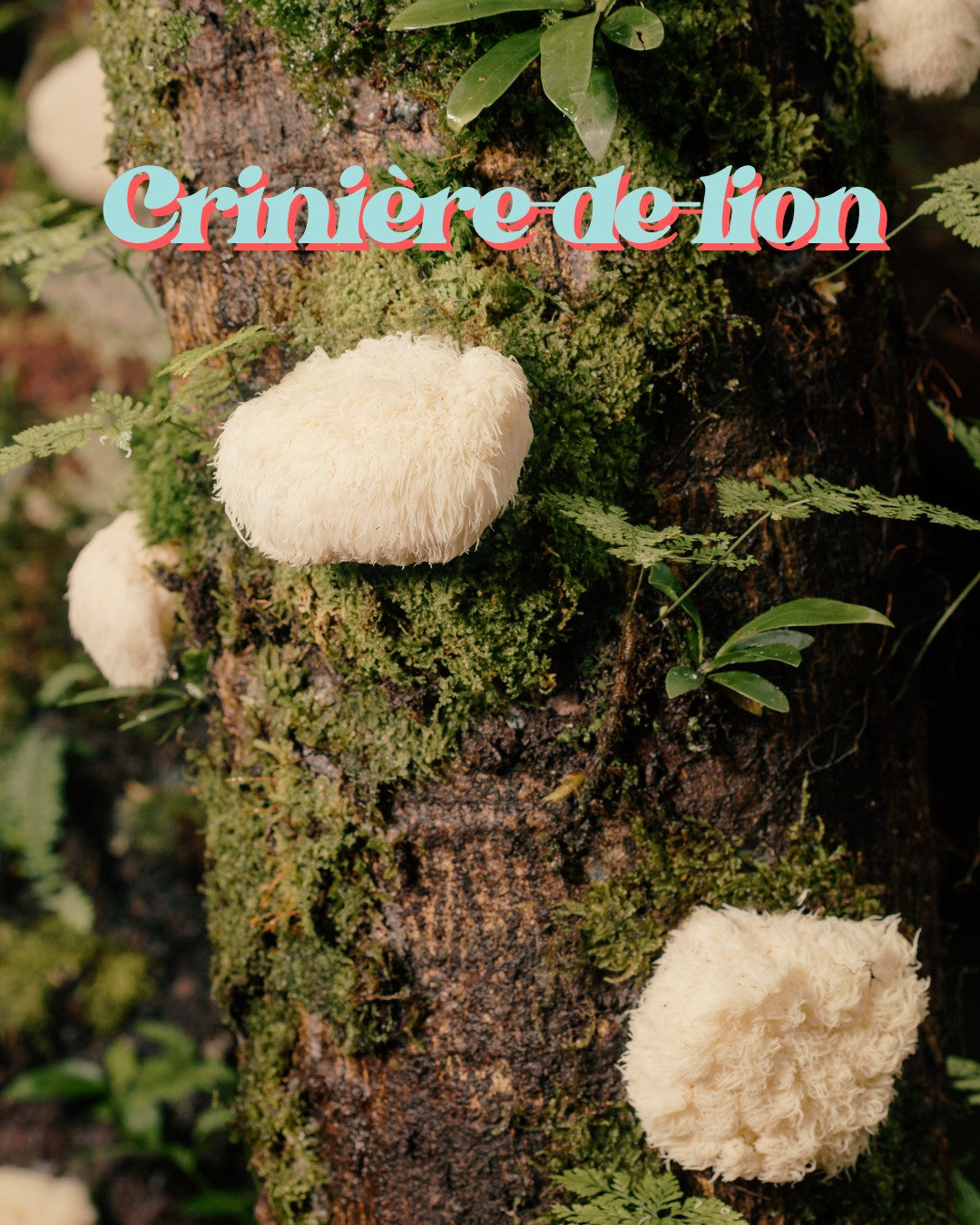 Lion's Mane mushroom growing on mossy tree trunk, natural functional fungi