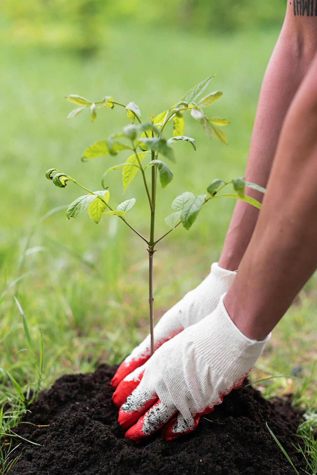 Hands planting a young sapling in rich soil, symbolizing growth and nature's renewal.
