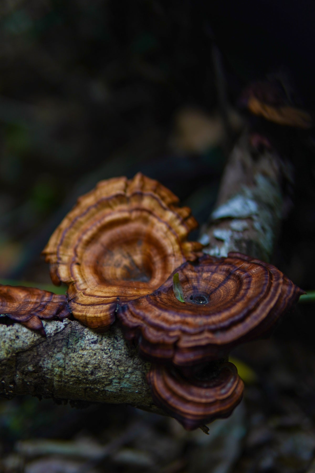 Layered functional mushrooms growing on a forest branch, showcasing natural textures and earthy tones.