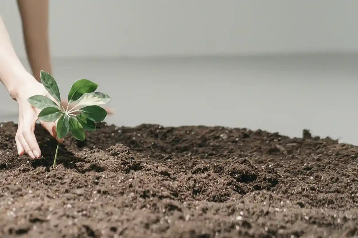 Hand planting a young green plant in rich soil, symbolizing natural growth and wellness