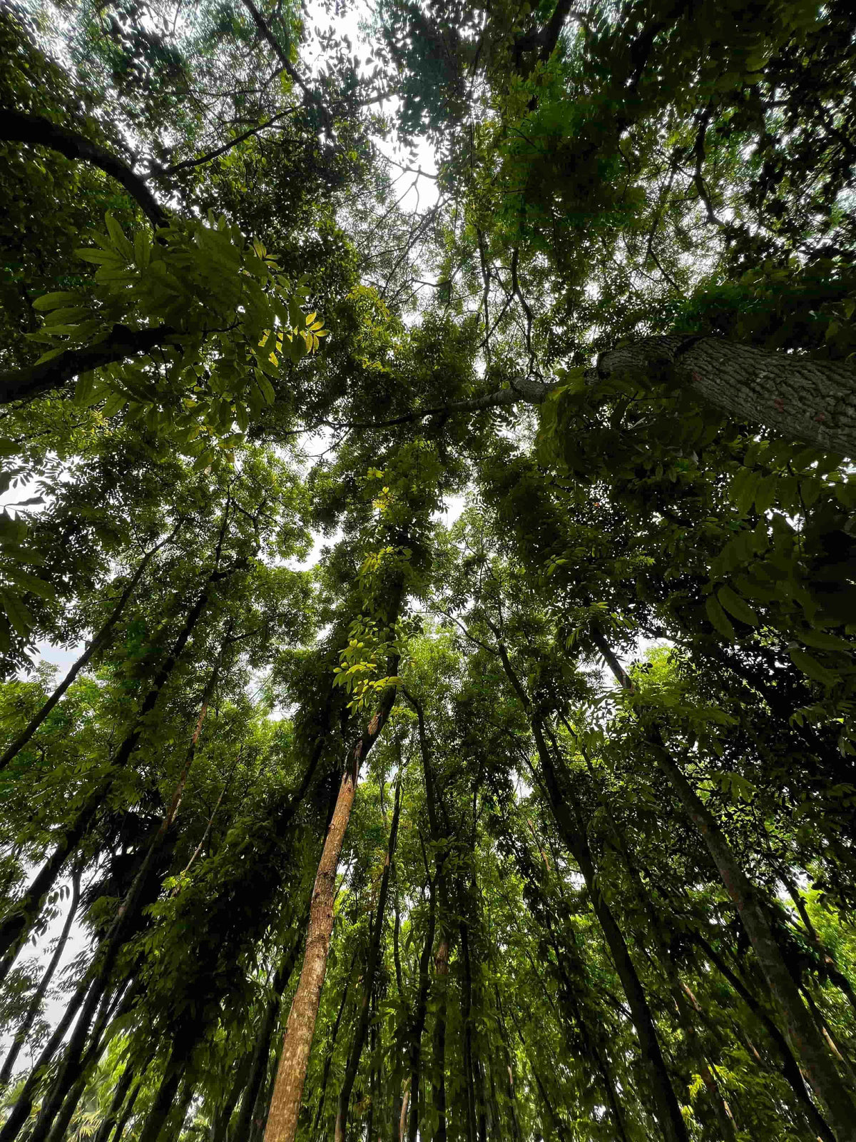 Lush green forest canopy with tall trees and dappled sunlight, evoking natural wellness and functional mushrooms.